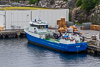 Havørn